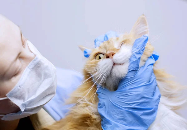 Veterinary science topic: a vet examines a cat.