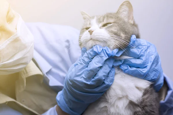 Veterinary science topic: a vet examines a cat.