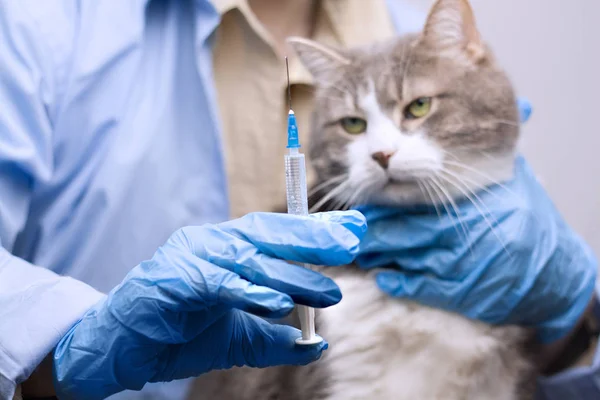 A veterinarian makes an injection of a vaccine to a pet cat.