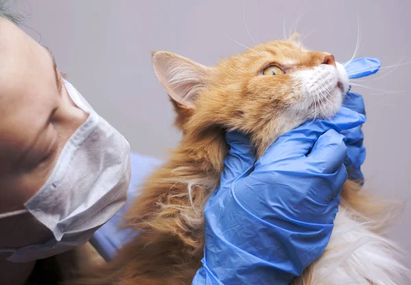 Veterinärmedicin Ämne Veterinär Undersöker Röd Katt Stockbild