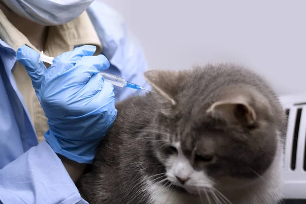 Veterinär Gör Injektion Ett Vaccin Till Ett Husdjur Katt Stockbild