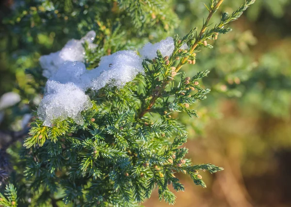 Photo Images Cold Ice Juniper Branches Sunny Winter Day — Stock Photo, Image
