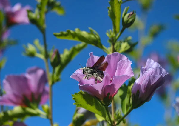 Foto immagine di ape raccolta polline nei fiori — Foto Stock