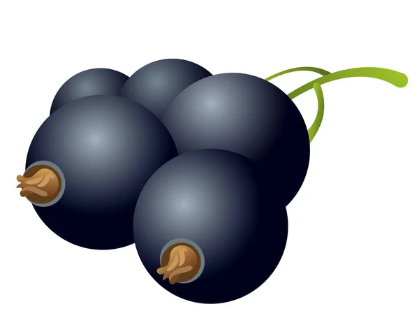 Black currant — Stock Vector