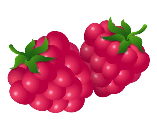 Two raspberries — Stock Vector