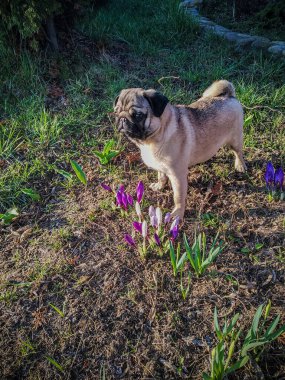 Güneşli bir günde çimenlikteki köpek yavrusunun fotoğrafı.