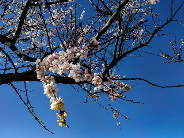 Abricot Fleurs Dans Jardin Printemps — Photo