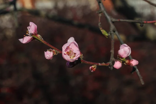 Pêcher Fleurs Dans Jardin Printemps — Photo