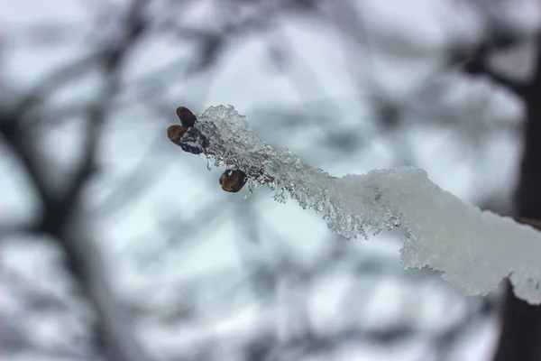 Foto Bild Des Vereisten Gefrorenen Zweiges Des Baumes Wintergarten — Stockfoto