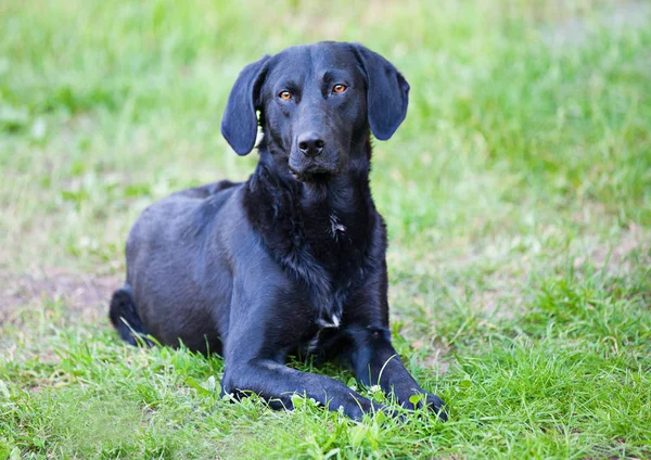 Mooie Sierlijke Zwarte Hondenras Kurtshar Ligt Een Met Gras Begroeide — Stockfoto