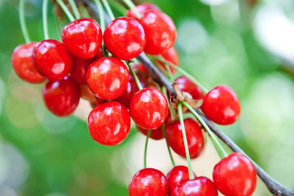 Ripe Tasty Cherry Branch Orchard — Stock Photo, Image