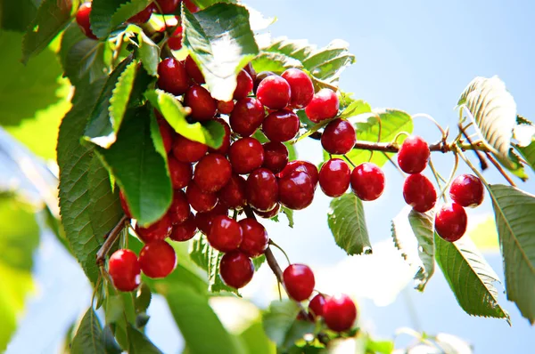 Ripe Tasty Cherry Branches Orchard — Stock Photo, Image
