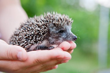 Avuç içi fresnels bir çocukla oturup küçük iki hafta kirpi