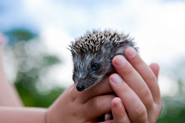 Kleine Twee Week Egel Palmen Van Het Kind Tegen Hemel — Stockfoto