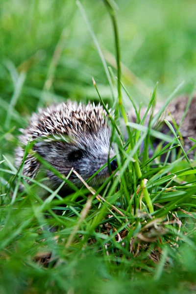 Muzzle Young Hedgehog Peeping Out Summer Grass — Stock Photo, Image