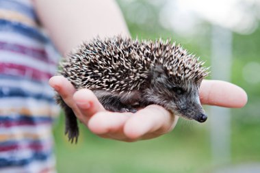 avuç içi fresnels bir çocukla oturup hafta kirpi
