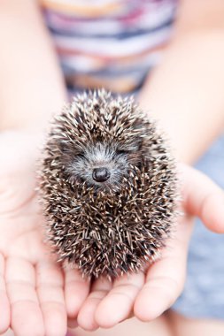 Bir iki haftalık Çocuk ellerini üstüne oturan küçük kirpi kıvrılmış