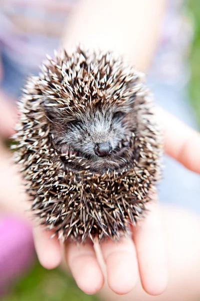 Egel Gekruld Een Twee Weken Durende Zittend Handen Van Het — Stockfoto