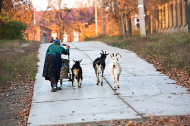 Bir eski, kambur üzerine zavallı kadın çok zor onun önünde onu çevrili keçiler için çim bir torba ile sonbahar yol boyunca çocuk arabası iter.