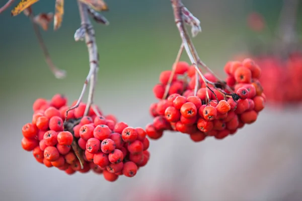 Juicy Beautiful Clusters Mountain Ash Branches Autumn — Stock Photo, Image