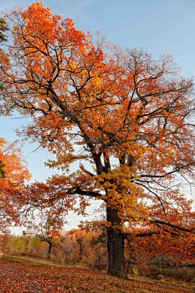 Vieux Chêne Haut Avec Des Feuilles Jaunies Dans Les Rayons — Photo