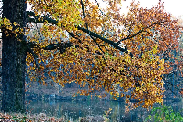 Belle Grande Branche Vieux Chêne Automne Feuilles Dorées Sur Lac — Photo