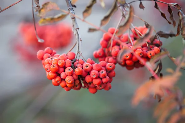 Сочные Красивые Кучи Горного Пепла Ветвях Осенью — стоковое фото