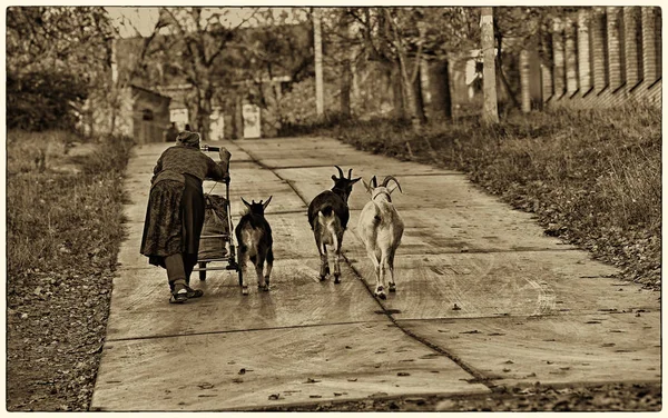 An old, hunched-over poor woman hardly pushes in front of her a pram along the autumn road with a bag of grass for the goats that surrounded her. Toning.