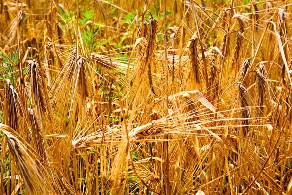 Tallos de trigo en un campo soleado de verano —  Fotos de Stock