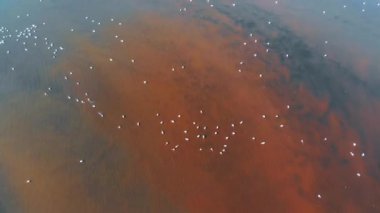 Flamingolar veya flamingolar Phoenicopteridae familyasından Phoenicopteridae familyasından bir kuş türü..