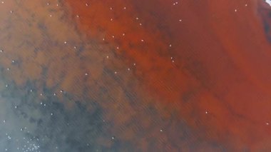 Flamingolar veya flamingolar Phoenicopteridae familyasından Phoenicopteridae familyasından bir kuş türü..