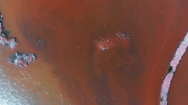 Flamingolar veya flamingolar Phoenicopteridae familyasından Phoenicopteridae familyasından bir kuş türü..