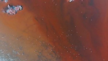 Flamingolar veya flamingolar Phoenicopteridae familyasından Phoenicopteridae familyasından bir kuş türü..