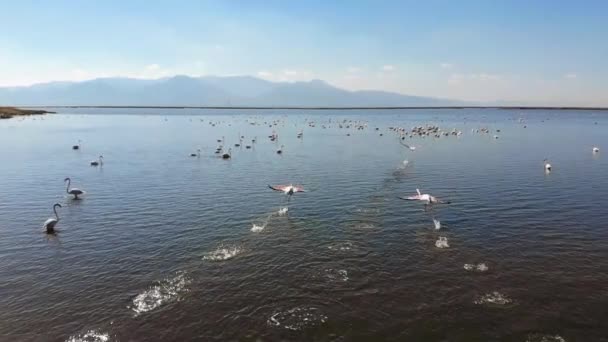 Flamingos Φλαμίνγκο Είναι Ένα Είδος Wading Πουλί Στην Οικογένεια Phoenicopteridae — Αρχείο Βίντεο