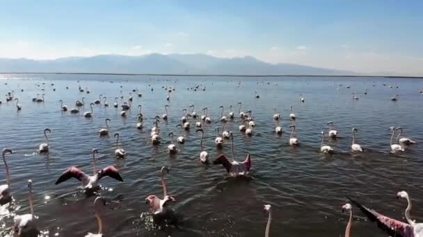 Los Flamencos Flamencos Son Tipo Ave Zancuda Familia Phoenicopteridae Única — Vídeos de Stock