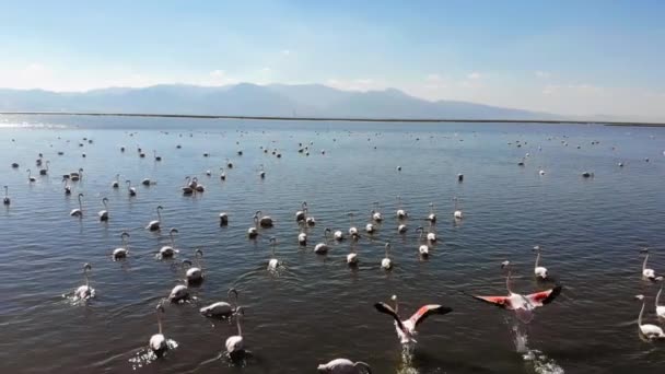 Flamingolar Veya Flamingolar Phoenicopteridae Familyasından Phoenicopteridae Familyasından Bir Kuş Türü — Stok video