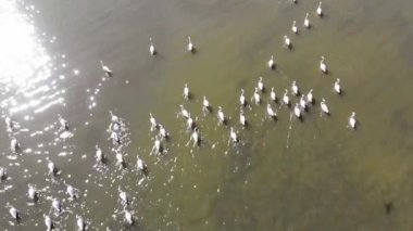 Flamingolar veya flamingolar Phoenicopteridae familyasından Phoenicopteridae familyasından bir kuş türü..