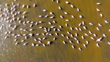 Flamingolar veya flamingolar Phoenicopteridae familyasından Phoenicopteridae familyasından bir kuş türü..