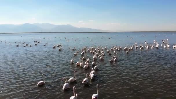 Flamingos Tipo Ave Família Phoenicopteridae Única Família Aves Ordem Phoenicopteriformes — Vídeo de Stock