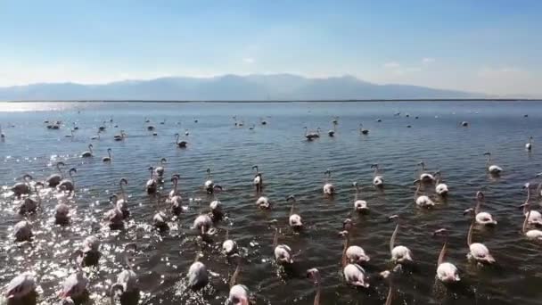 Los Flamencos Flamencos Son Tipo Ave Zancuda Familia Phoenicopteridae Única — Vídeos de Stock