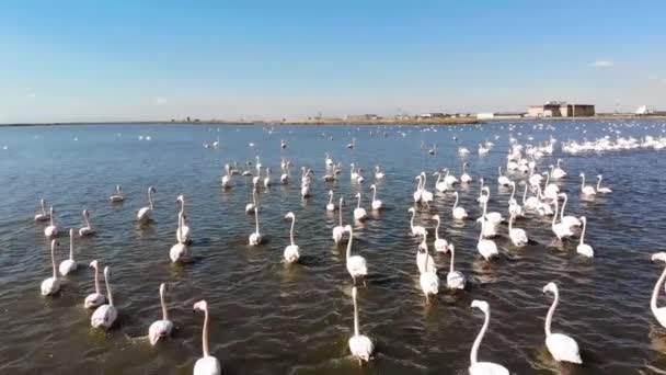 Los Flamencos Flamencos Son Tipo Ave Zancuda Familia Phoenicopteridae Única — Vídeos de Stock