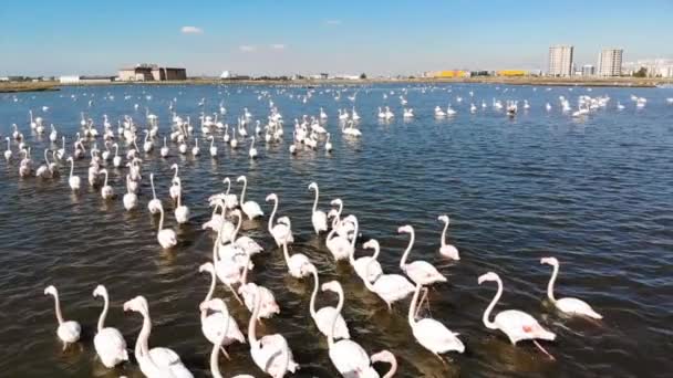 Flamingos Oder Flamingos Sind Eine Art Watvogel Aus Der Familie — Stockvideo