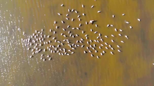 Los Flamencos Flamencos Son Tipo Ave Zancuda Familia Phoenicopteridae Única — Vídeos de Stock