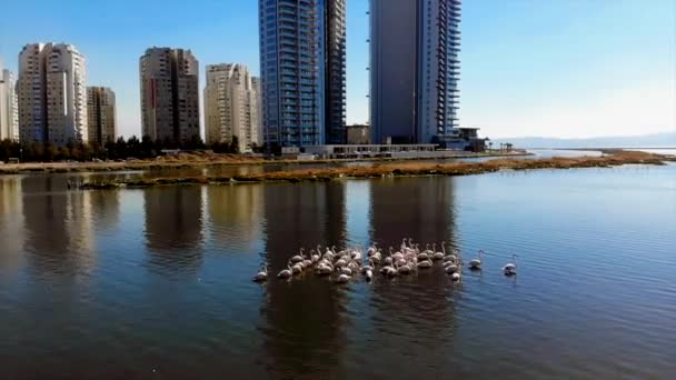Flamingi Lub Flamingi Rodzajem Brodzącego Ptaka Rodziny Fenikopteridae Jedynej Rodziny — Wideo stockowe