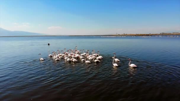 Flamingos Oder Flamingos Sind Eine Art Watvogel Aus Der Familie — Stockvideo