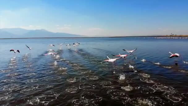 Los Flamencos Flamencos Son Tipo Ave Zancuda Familia Phoenicopteridae Única — Vídeo de stock