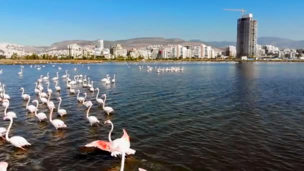 Flamingos Φλαμίνγκο Είναι Ένα Είδος Wading Πουλί Στην Οικογένεια Phoenicopteridae — Αρχείο Βίντεο