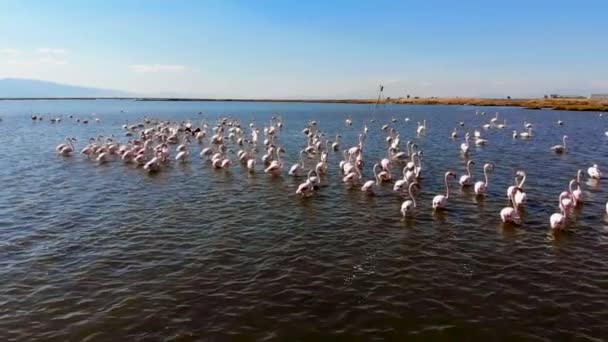 Flamingos Oder Flamingos Sind Eine Art Watvogel Aus Der Familie — Stockvideo