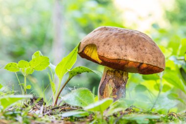 Orman Çim mantar. yenmeyen mantar.