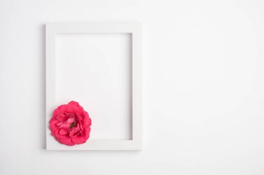 Kırmızı çiçek ve beyaz arka plan çerçeve. Üst görünüm, kopyalama alanı.